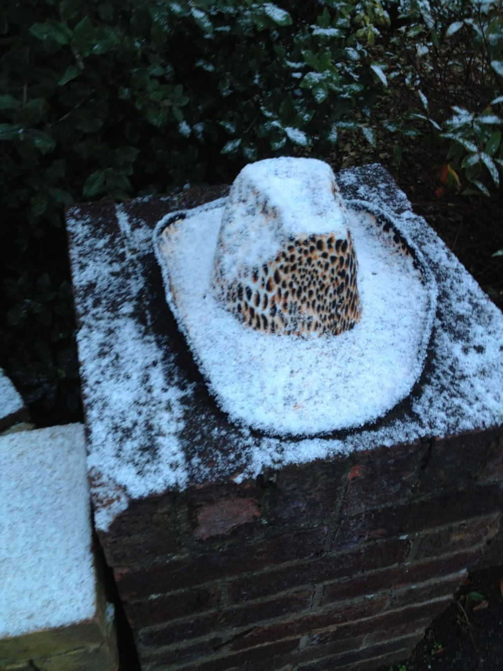 I should have been a&nbsp;cowboy