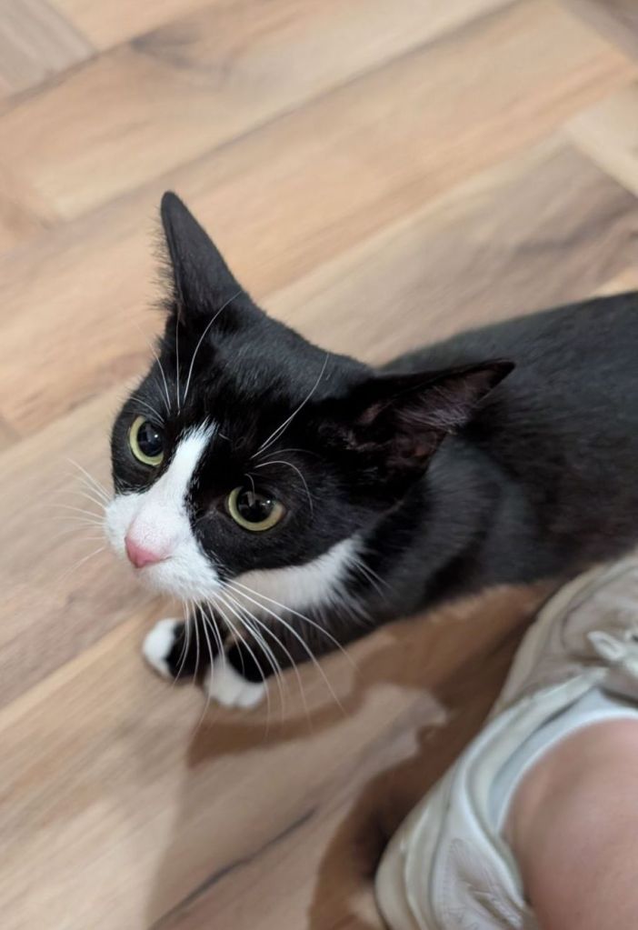 A black and white cat